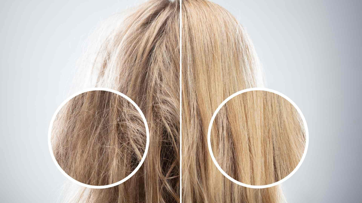 Sea Moss für die natürliche Haarpflege