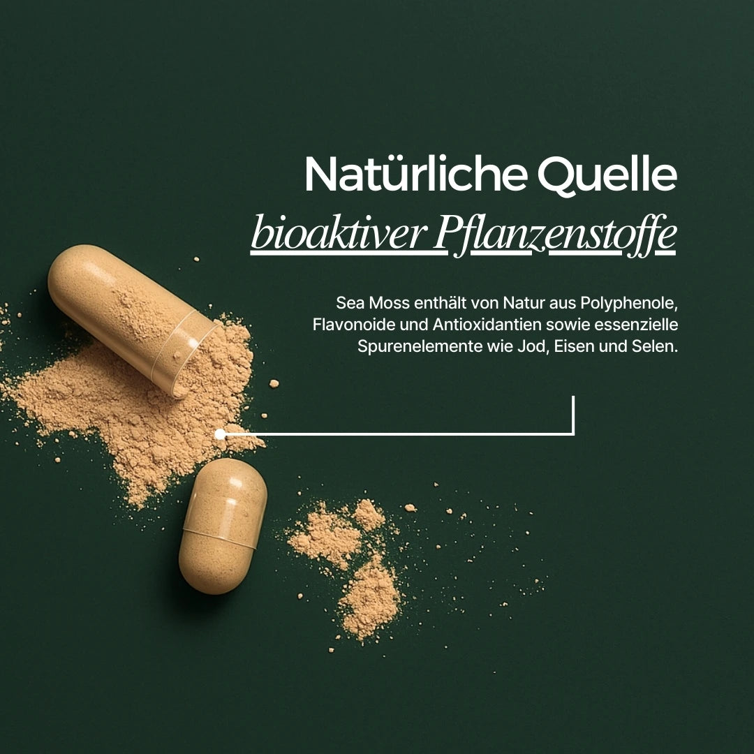 Sea Moss Kapseln sind eine natürliche Quelle an bioaktiven Pflanzenstoffen