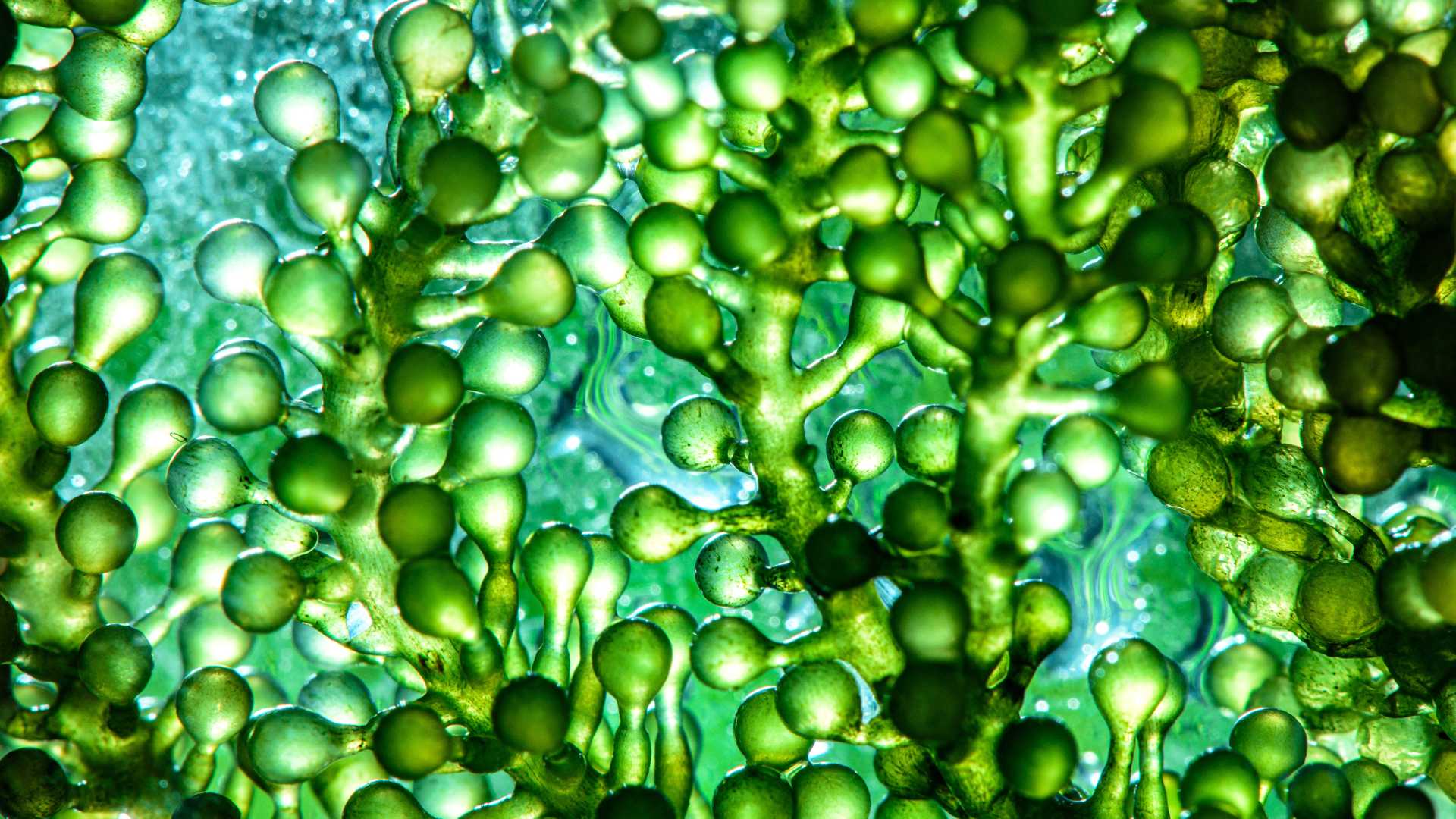 Sea Moss vs. Spirulina Pulver: Welches Superfood ist besser?