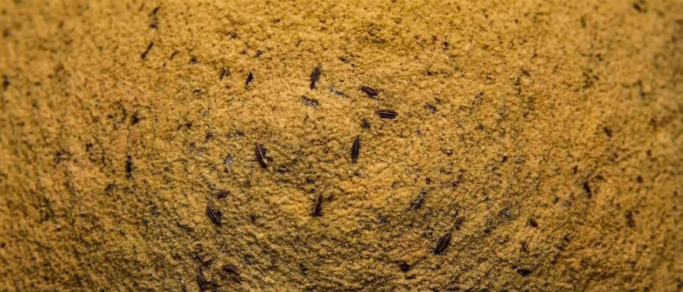 Kümmelextrakt bei Verdauungsproblemen