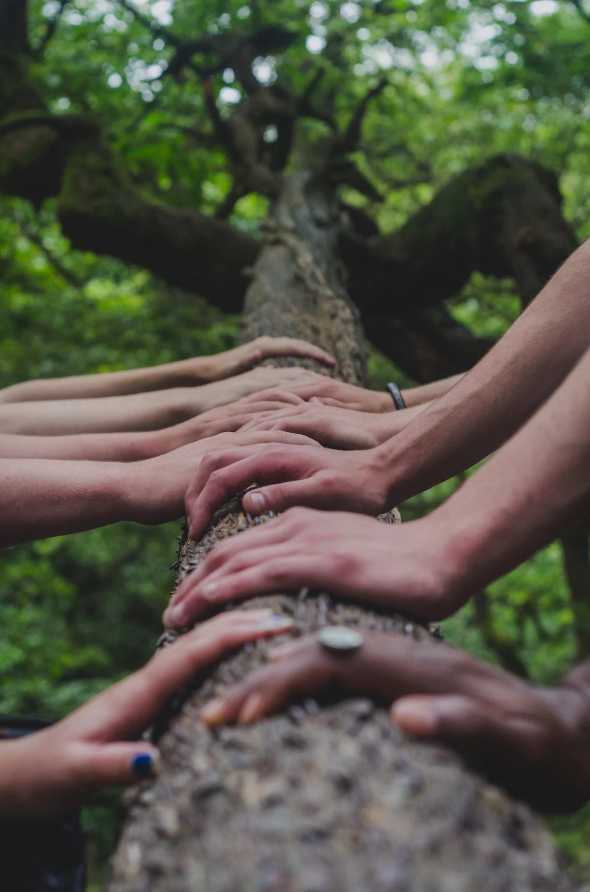 OrganicSecret - Unsere Mission - Mehrere Hände an einem Baumstamm