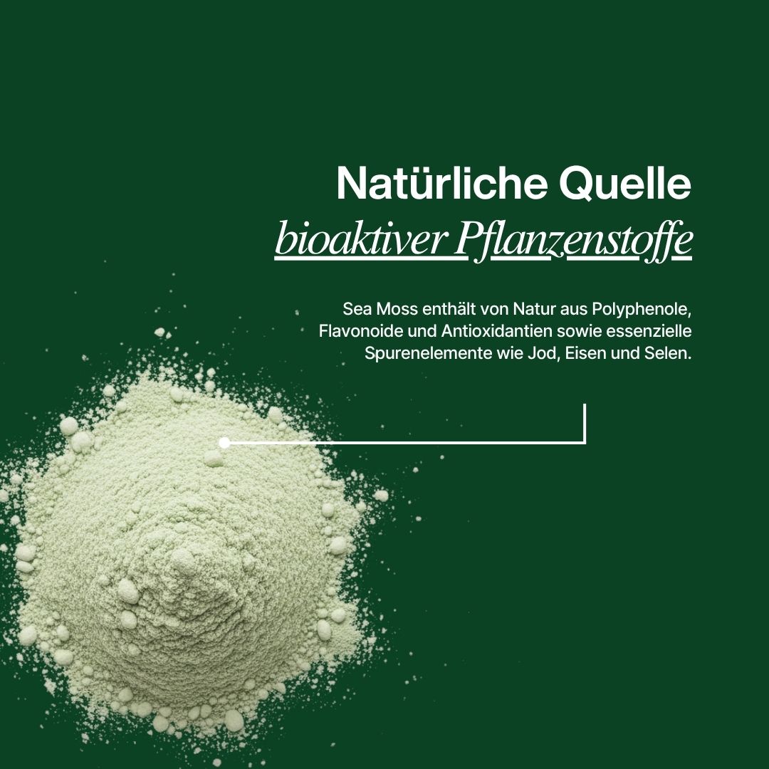 Sea Moss ist eine natürliche Quelle für bioaktive Pflanzenstoffe